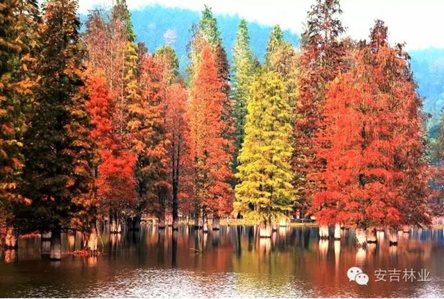 安吉紫梅山庄湿地