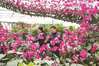 四川华蓥:因地制宜发展花卉产业