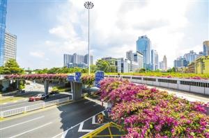 罗湖区天桥绿化