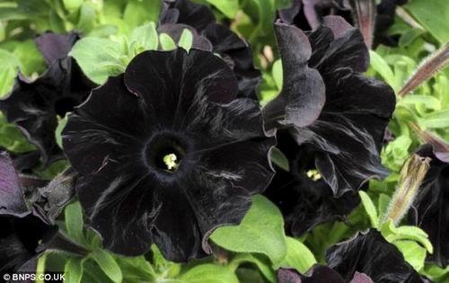 英国园艺家最新培育世界第一株全黑色矮牵牛花