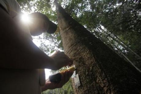 巴西采用芯片技术保护植被不受砍伐