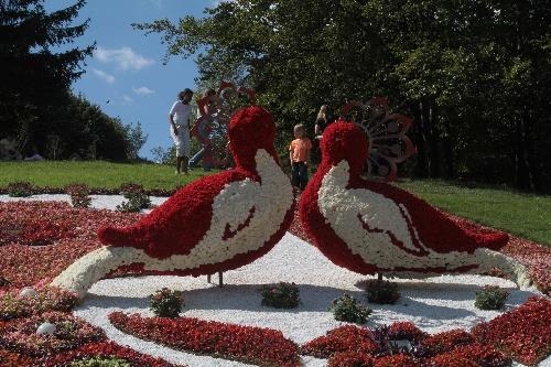 乌克兰：基辅举行迎国家独立日鲜花展（组图）
