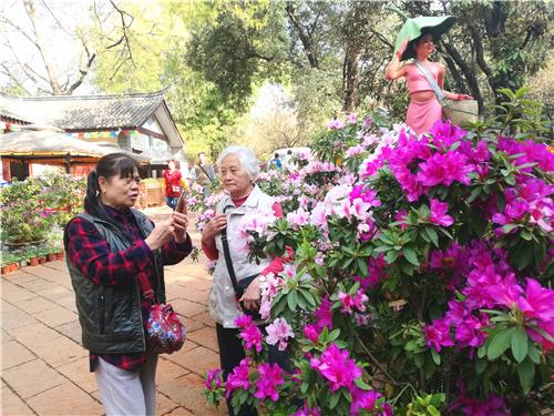 花色娇艳的杜鹃花让赏花游客赏心悦目