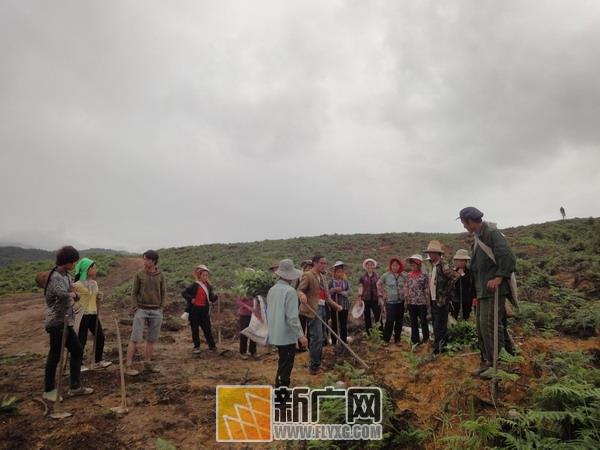 云南:红河县垤玛乡千亩桤木树造林工程