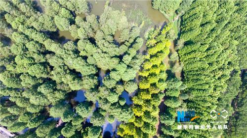 图为航拍水上森林景观,水上森林水林相间、环境独特,是鸟类的重要栖息地。