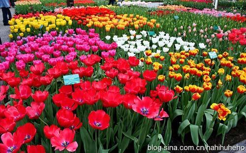 库根霍夫公园是世界最大球根花卉花园