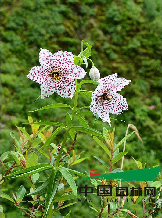 我国科学家在云南高黎贡山发现豹子花等稀有植物