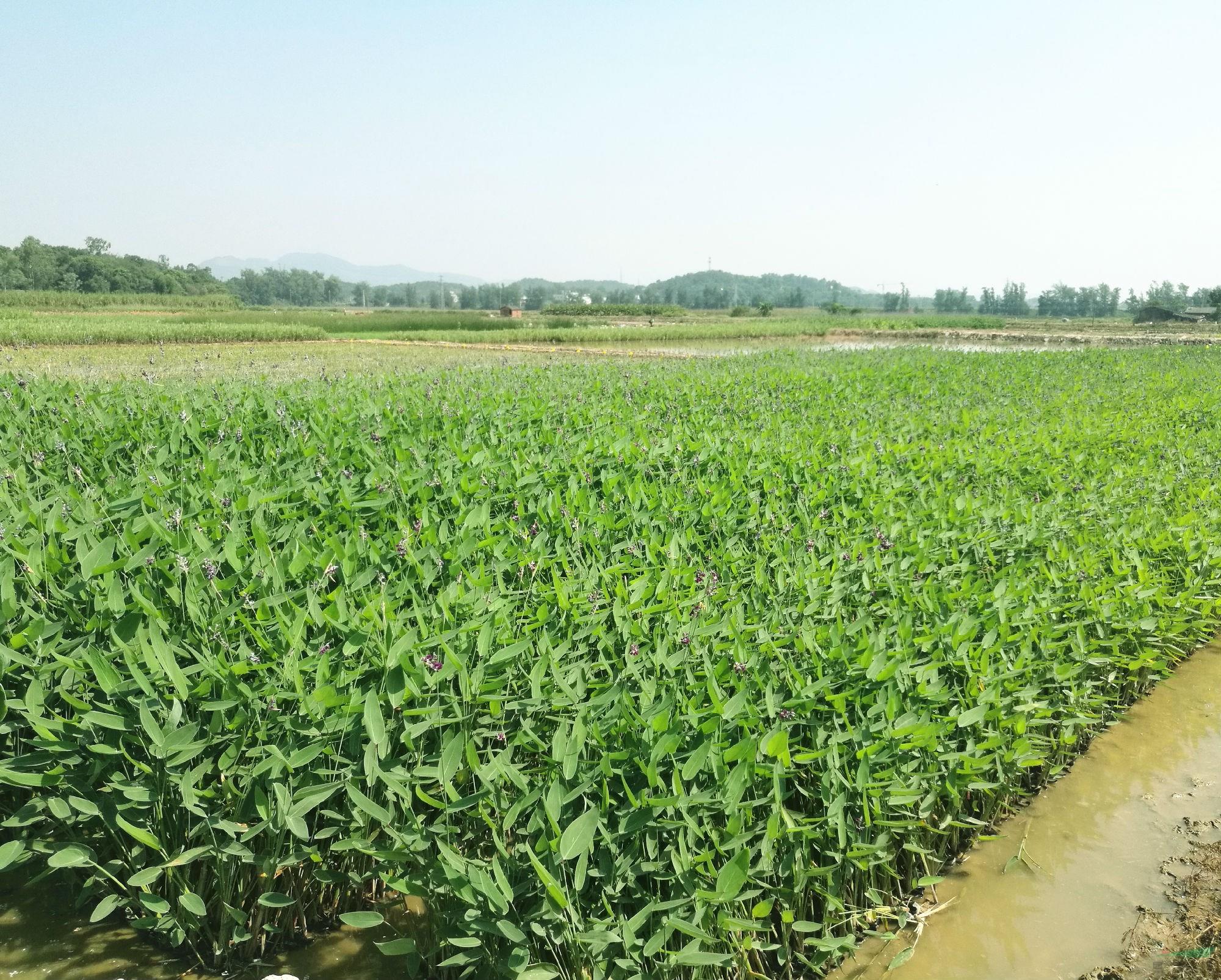 公司標(biāo)準(zhǔn)化、精品化培植的水生植物杯苗 (1).jpg