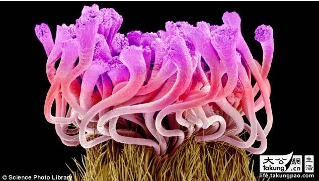 日本艺术家拍摄显微镜下的唯美鲜花