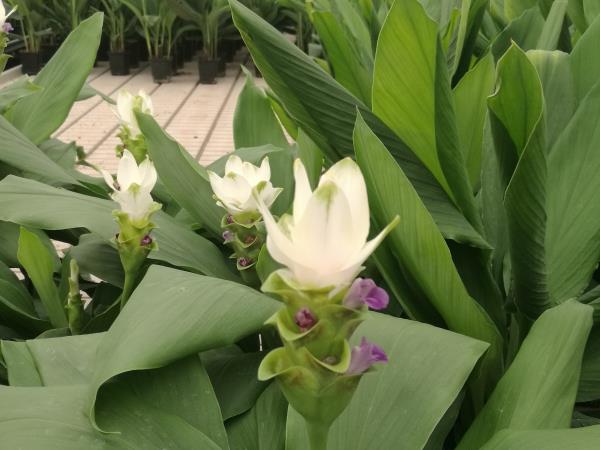 云南玉溪彩云花卉有限公司姜荷花