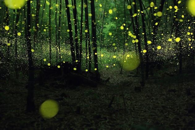 日本摄影师再现森林萤火虫之夜