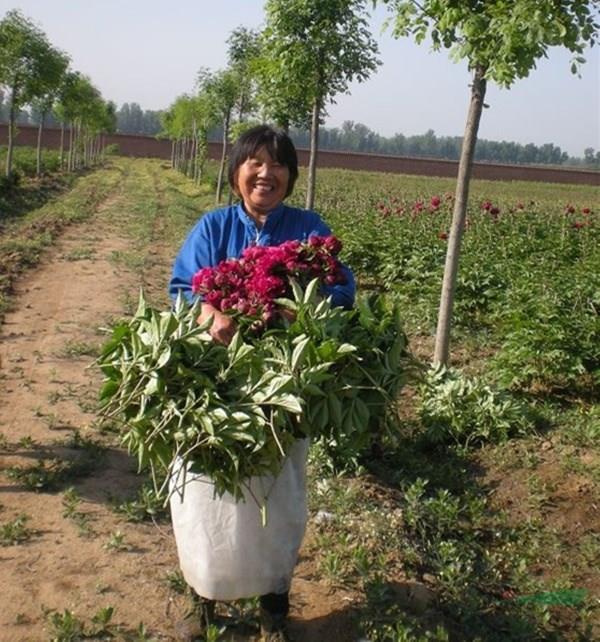 花農(nóng)在采剪芍藥切花