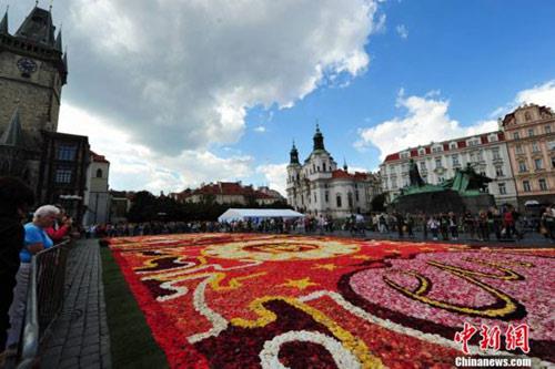 捷克：布拉格广场15万朵秋海棠拼缀鲜花地毯