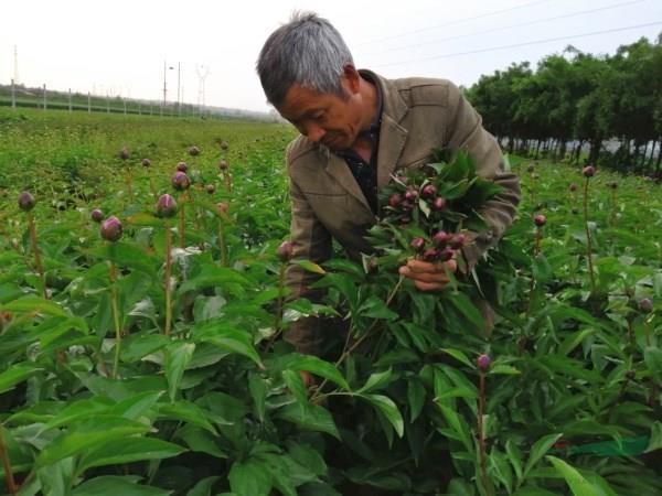 花農(nóng)在采剪芍藥切花
