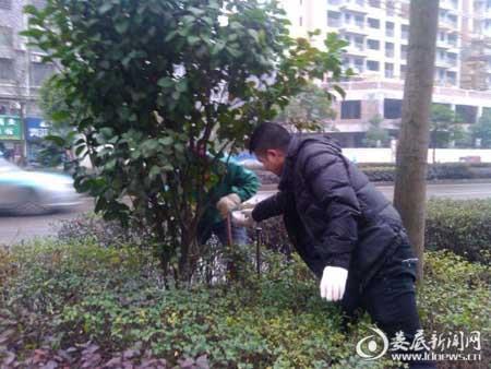 湖南:娄底园林工人迎寒风为茶花施肥-美国红点红枫|秋火焰|夕阳红|彩