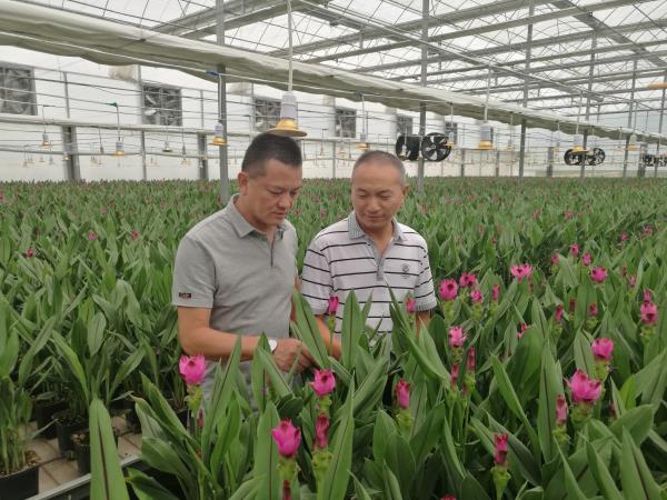 云南玉溪彩云花卉有限公司姜荷花