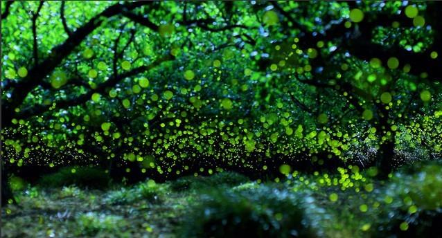 日本摄影师再现森林萤火虫之夜