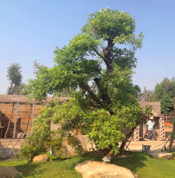 清香树造型景观大树