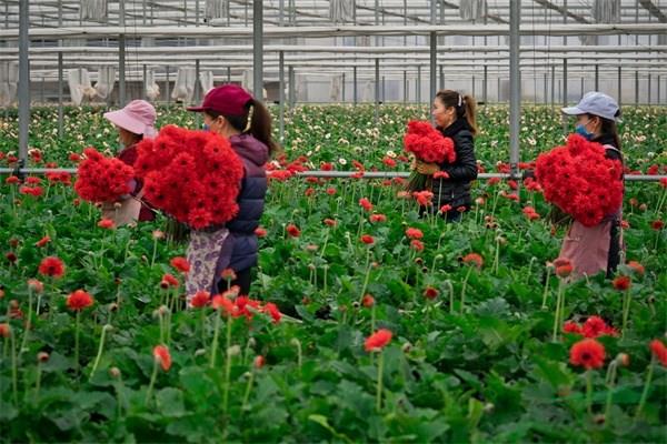 供货花农在采剪非洲菊