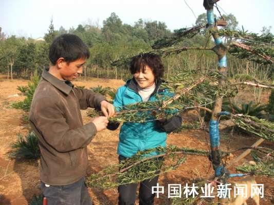 湖南省湘阴县松文园林艺术公司的技术人员正在给罗汉松进行造型，以提高名贵苗木档次