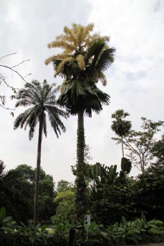新加坡植物园：棕榈开花